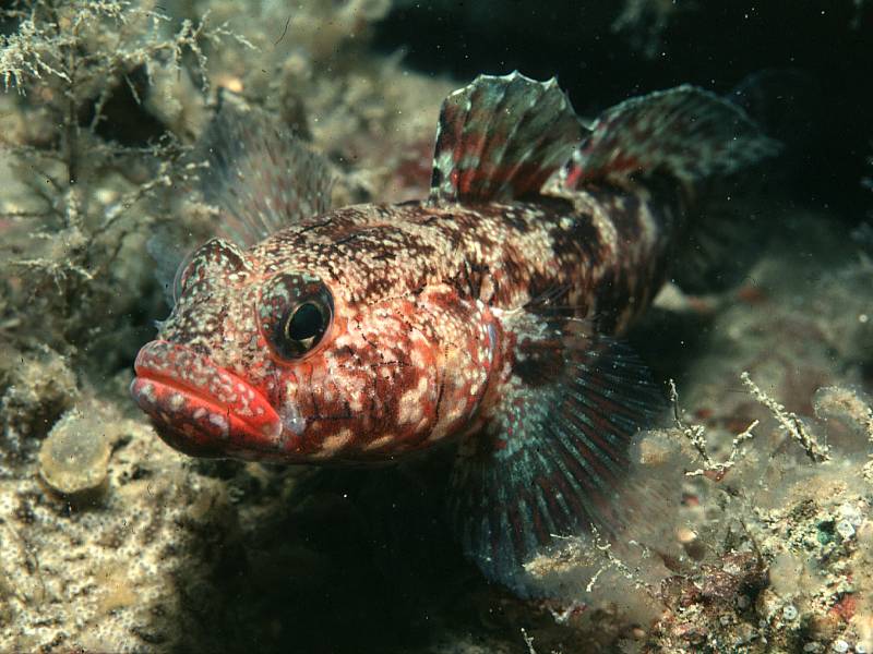 Gobius cruentatus (Ghiozzo bocca rossa)